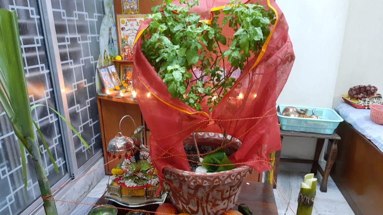 Tulsi Vivah 2022: Here are the Dos and Don'ts of the auspicious event